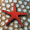 australia_starfish.gif